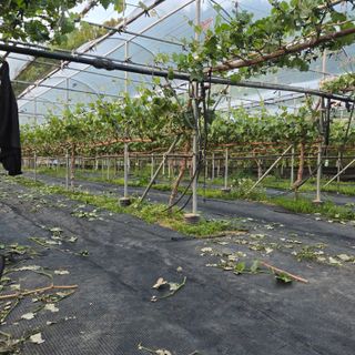 동동예행복농장님의 포도 · 영농일지 작성글 사진