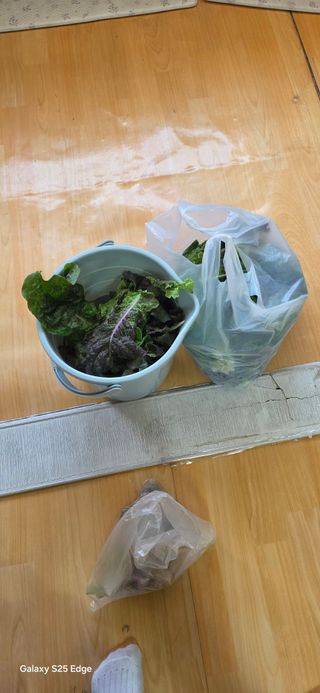 경주농장님의 상추 · 영농일지 작성글 사진