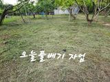 팜모닝 사과·영농일지 게시글 이미지