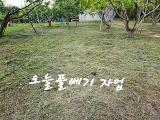 키다리님의 사과 · 영농일지 작성글 사진