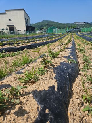 드라곤해드님의 고구마 · 영농일지 작성글 사진