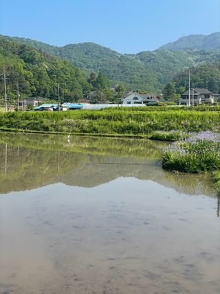 별@노래농장(정씨)님의 벼 · 영농일지 작성글 사진