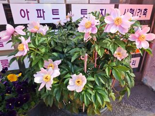 이미옥님의 벼 · 영농일지 작성글 사진