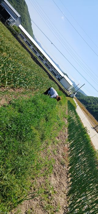 박농부님의 기타작물 · 영농일지 작성글 사진