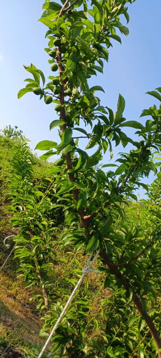 김 연님의 기타작물 · 영농일지 작성글 사진
