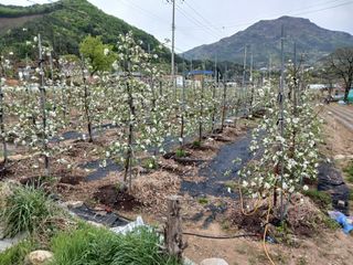 무주김근중님의 사과 · 영농일지 작성글 사진