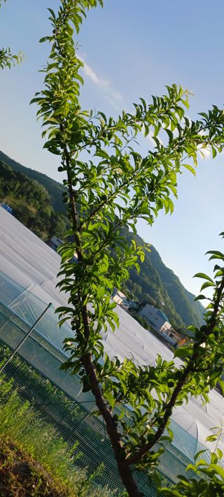 김 연님의 기타작물 · 영농일지 작성글 사진