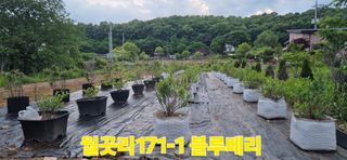 최월숙(왈순아지매)님의 기타작물 · 영농일지 작성글 사진