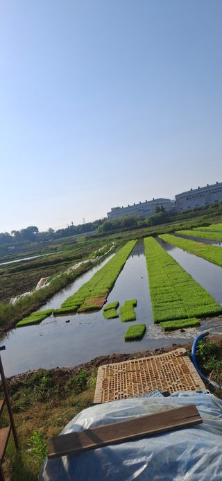 홍순철님의 벼 · 영농일지 작성글 사진