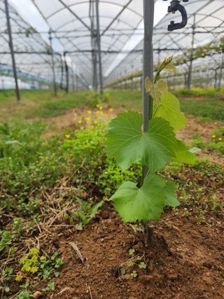 허명무님의 포도 · 영농일지 작성글 사진
