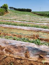김저팔계님의 작성글 사진