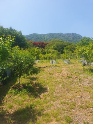 이영준님의 기타작물 · 영농일지 작성글 사진