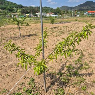죽촌님의 기타작물 · 영농일지 작성글 사진