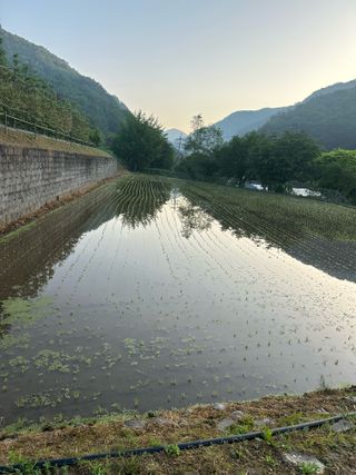 이익수님의 벼 · 영농일지 작성글 사진