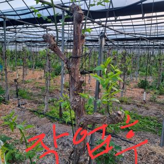 오학봉(멀티팜)님의 기타작물 · 영농일지 작성글 사진