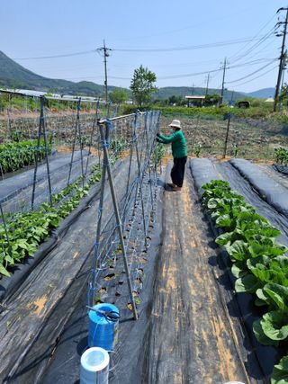 백영호님의 콩 · 영농일지 작성글 사진