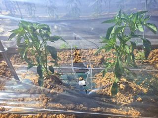 오이8898황산면님의 고추 · 영농일지 작성글 사진