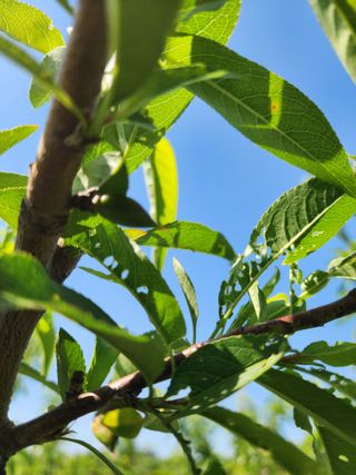 박병한님의 복숭아 · 영농일지 작성글 사진
