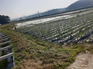 정연규님의 콩 · 영농일지 작성글 사진
