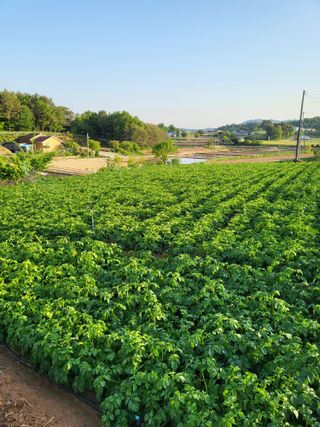 해바우님의 감자 · 영농일지 작성글 사진