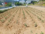 인산님의 작성글 사진
