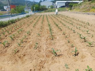 인산님의 기타작물 · 영농일지 작성글 사진