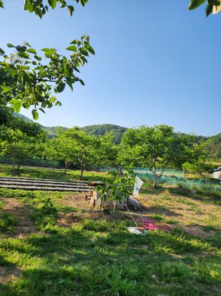 임성욱님의 감 · 영농일지 작성글 사진