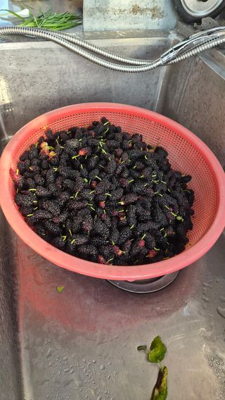 늘푸른 농장주님의 기타작물 · 영농일지 작성글 사진