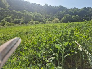 김기탁님의 기타작물 · 영농일지 작성글 사진