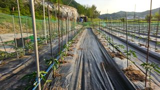 정금기님의 고추 · 영농일지 작성글 사진