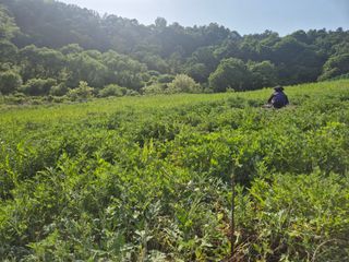 김기탁님의 기타작물 · 영농일지 작성글 사진