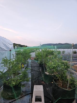 김재현님의 블루베리 · 영농일지 작성글 사진