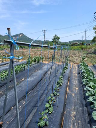 백영호님의 고추 · 영농일지 작성글 사진