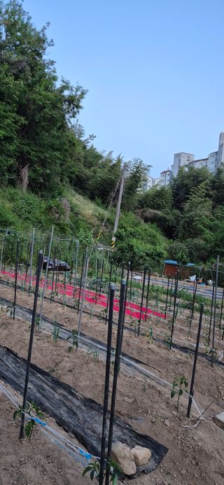 봉림동 태진농장님의 기타작물 · 영농일지 작성글 사진