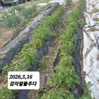 시민농장님의 기타작물 · 영농일지 작성글 사진
