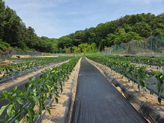 장두학님의 기타작물 · 영농일지 작성글 사진