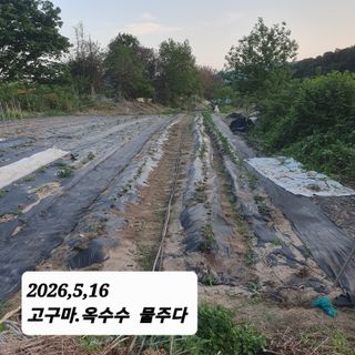 시민농장님의 기타작물 · 영농일지 작성글 사진
