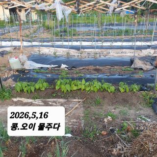 시민농장님의 기타작물 · 영농일지 작성글 사진