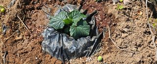 김윤오님의 오이 · 영농일지 작성글 사진
