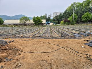 플러스밸류님의 고추 · 영농일지 작성글 사진