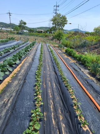 백영호님의 고추 · 영농일지 작성글 사진