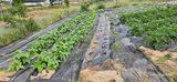 산골아찌님의 작성글 사진
