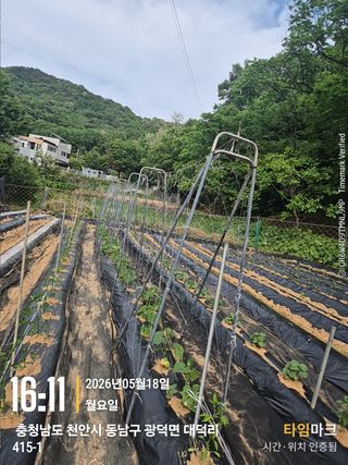 매실21434님의 기타작물 · 영농일지 작성글 사진