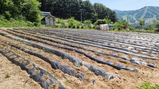 두원리 산막골농부님의 고추 · 영농일지 작성글 사진