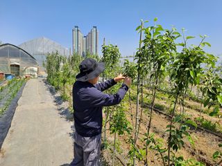 김청수 님의 사과 · 영농일지 작성글 사진