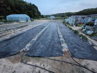 김용민님의 고추 · 영농일지 작성글 사진