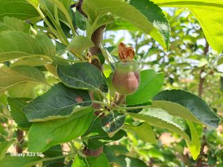 김청수 님의 사과 · 영농일지 작성글 사진