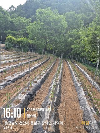 매실21434님의 작성글 사진