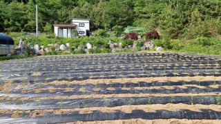 두원리 산막골농부님의 고추 · 영농일지 작성글 사진