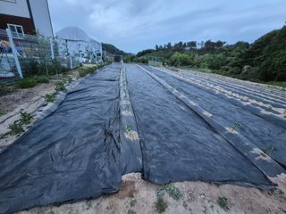 김용민님의 고추 · 영농일지 작성글 사진